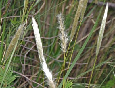 Bothriochloa laguroides, photographed by Hugo Hulsberg
