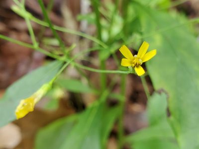 Hieracium paniculatum, photographed by Tom Field