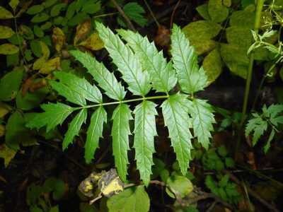 Pimpinella major, photographed by Eugene Popov