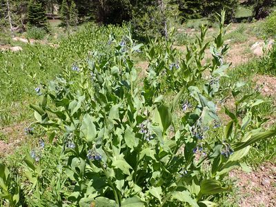 Mertensia ciliata, photographed by John Brew