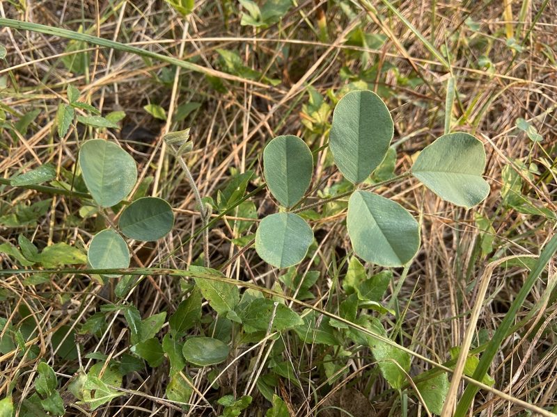 Tephrosia potosina, photographed by Reid Hardin