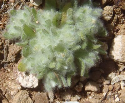 Lasiopogon muscoides, photographed by Nicola van Berkel