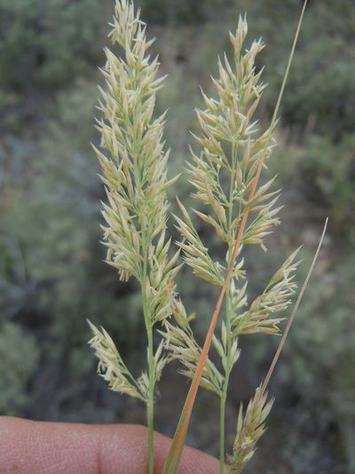 Calamagrostis montanensis, photographed by Matt Lavin