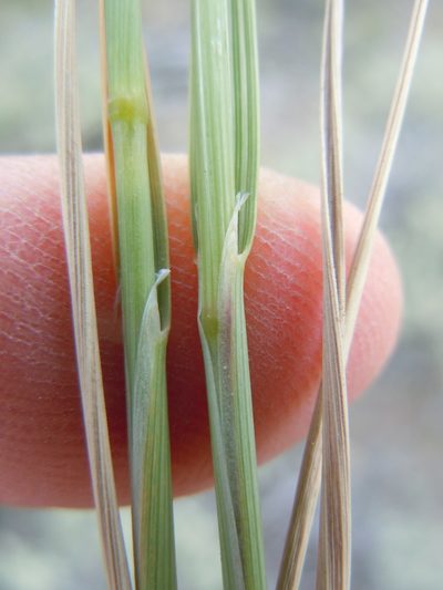Calamagrostis montanensis, photographed by Matt Lavin