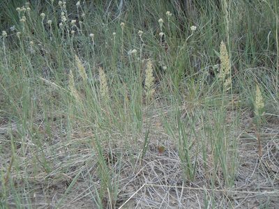 Calamagrostis montanensis, photographed by Matt Lavin