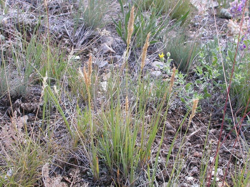 Calamagrostis montanensis, photographed by Matt Lavin