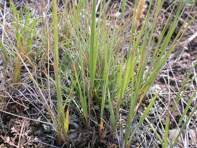 Calamagrostis montanensis, photographed by Matt Lavin