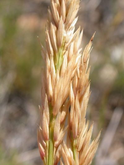 Calamagrostis montanensis, photographed by Matt Lavin