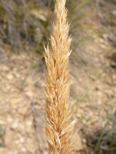 Calamagrostis montanensis, photographed by Matt Lavin