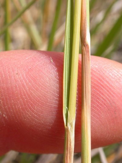 Calamagrostis montanensis, photographed by Matt Lavin
