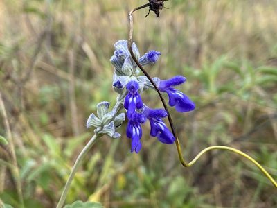 Salvia farinacea, photographed by Reid Hardin