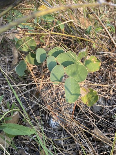 Tephrosia potosina, photographed by Reid Hardin