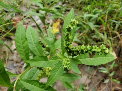 Penthorum sedoides, photographed by Tom Field