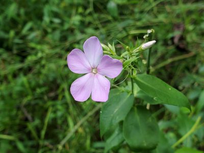 Phlox paniculata, photographed by Tom Field
