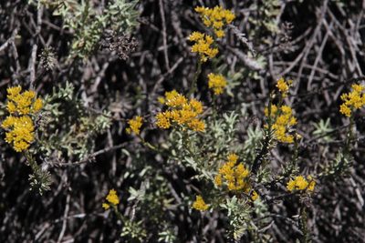 Helichrysum rutilans, photographed by Tony Rebelo
