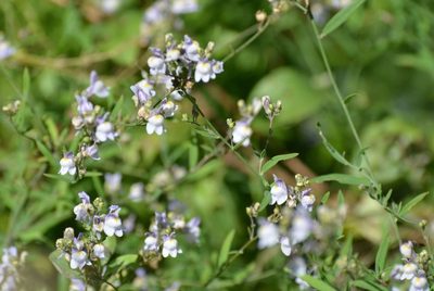 Linaria repens, photographed by Eric Verna