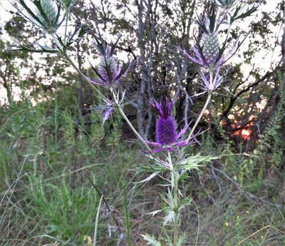 Eryngium leavenworthii, photographed by Annika Lindqvist
