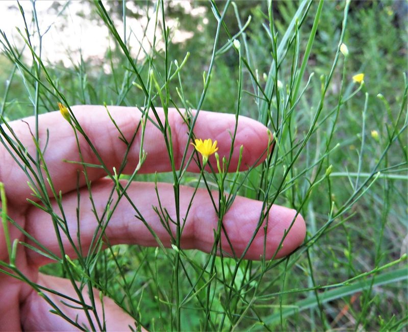 Gutierrezia texana, photographed by Annika Lindqvist