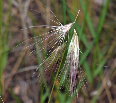 Bouteloua megapotamica, photographed by Hugo Hulsberg