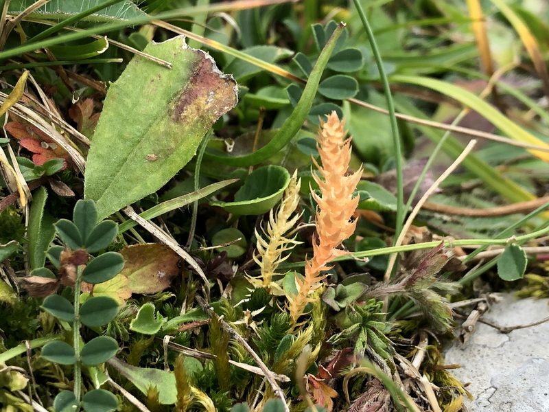 Selaginella spinulosa, photographed by Jason Grant