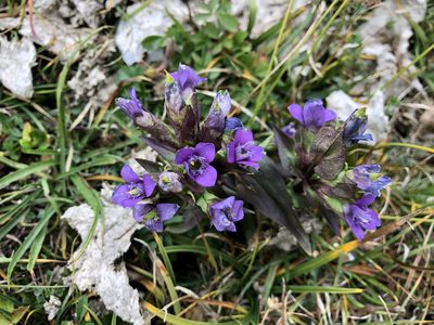 Gentianella campestris, photographed by Jason Grant