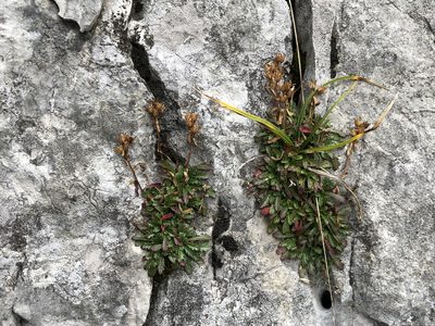 Erinus alpinus, photographed by Jason Grant