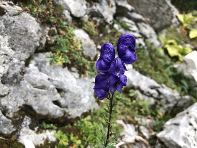Aconitum napellus, photographed by Jason Grant