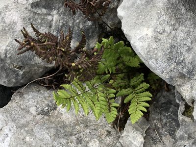 Gymnocarpium robertianum, photographed by Jason Grant
