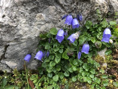 Campanula cochleariifolia, photographed by Jason Grant