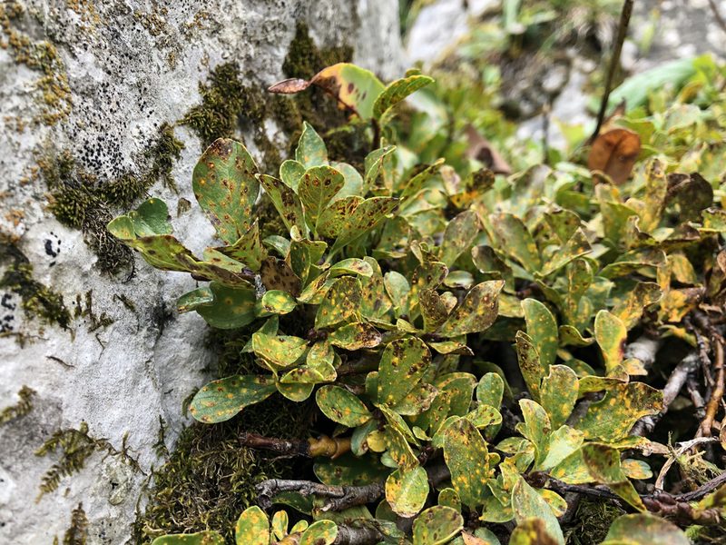 Salix retusa, photographed by Jason Grant