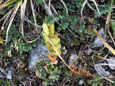 Botrychium lunaria, photographed by Jason Grant