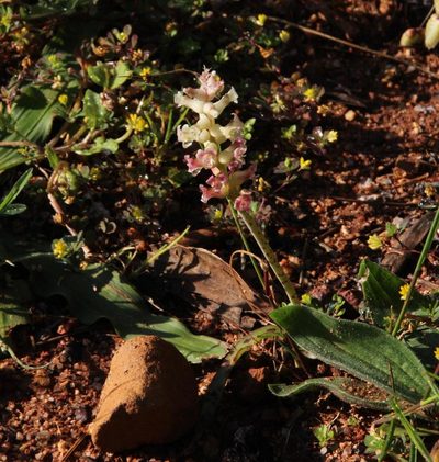 Lachenalia fistulosa, photographed by Tony Rebelo