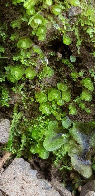 Solenostoma gracillimum, photographed by Helen Waterman