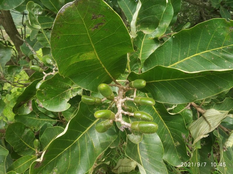 Semecarpus anacardium, photographed by S.MORE