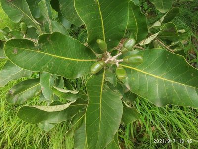 Semecarpus anacardium, photographed by S.MORE