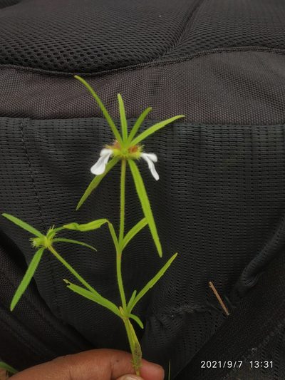 Leucas stricta, photographed by S.MORE