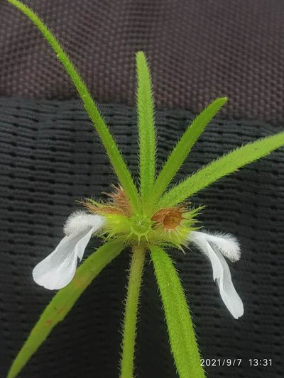 Leucas stricta, photographed by S.MORE