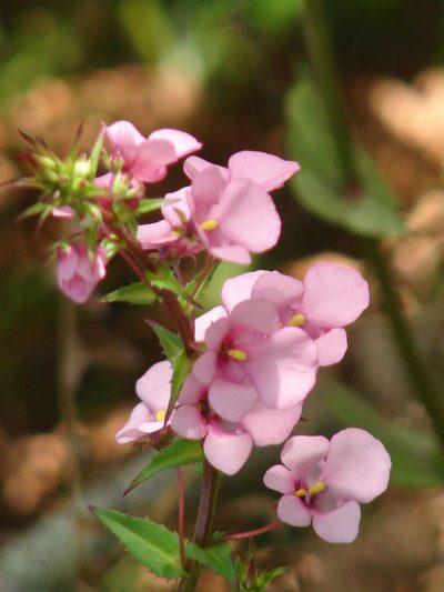 Diascia rigescens, photographed by Shaun Swanepoel