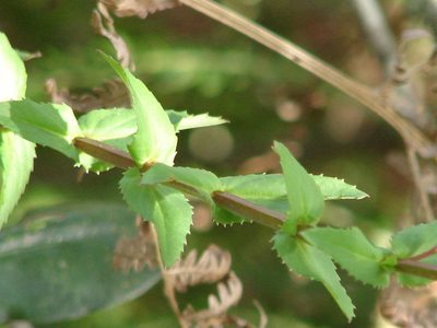 Diascia rigescens, photographed by Shaun Swanepoel