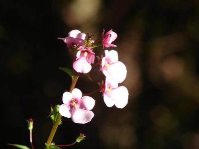 Diascia rigescens, photographed by Shaun Swanepoel