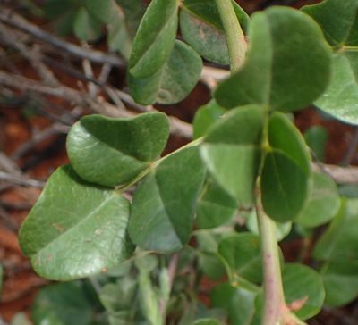Rhynchosia arida, photographed by Nicola van Berkel