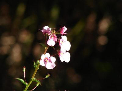Diascia rigescens, photographed by Shaun Swanepoel