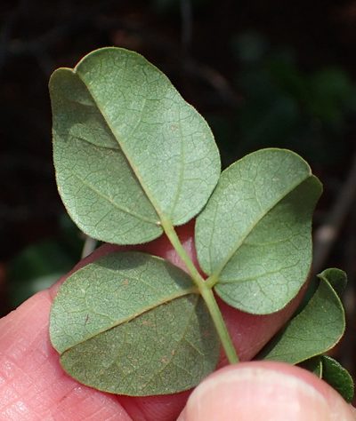 Rhynchosia arida, photographed by Nicola van Berkel