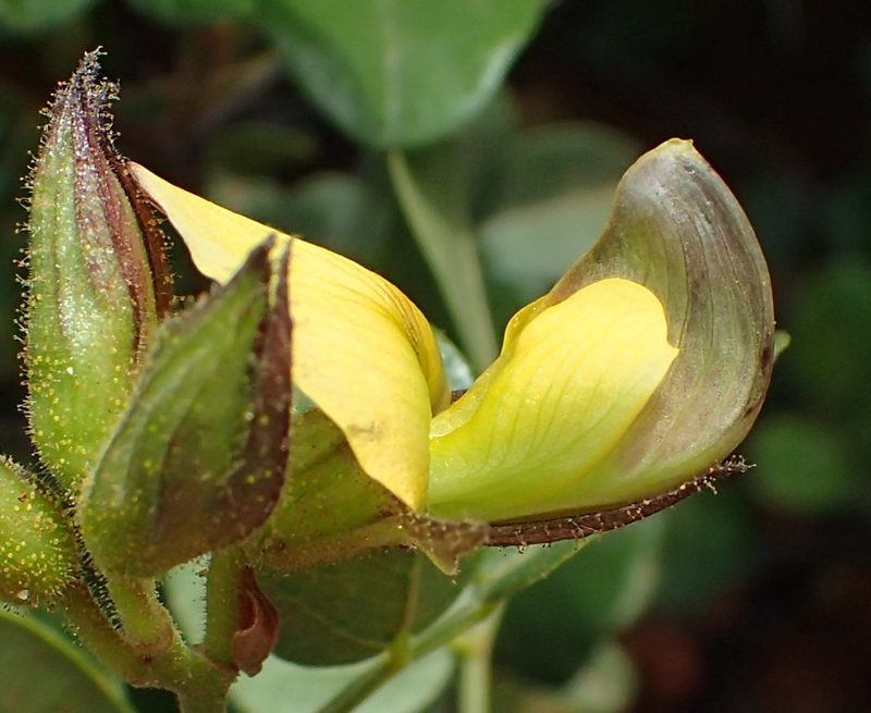 Rhynchosia arida, photographed by Nicola van Berkel