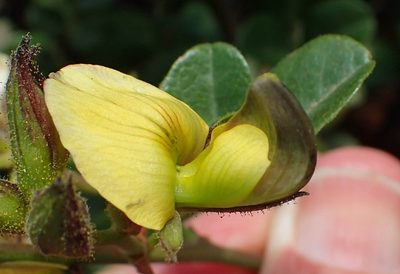 Rhynchosia arida, photographed by Nicola van Berkel