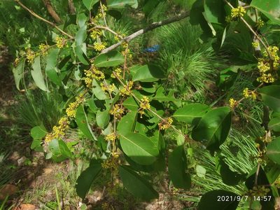Terminalia anogeissiana, photographed by S.MORE