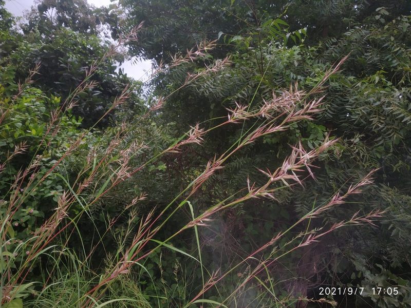 Cymbopogon caesius, photographed by S.MORE