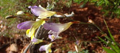 Sparaxis galeata, photographed by Nicola van Berkel