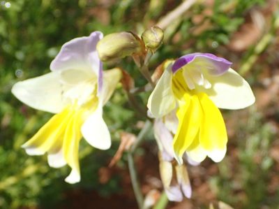 Sparaxis galeata, photographed by Nicola van Berkel
