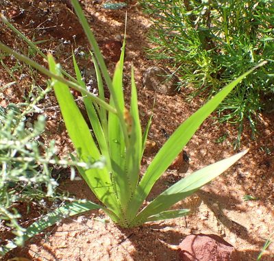Sparaxis galeata, photographed by Nicola van Berkel